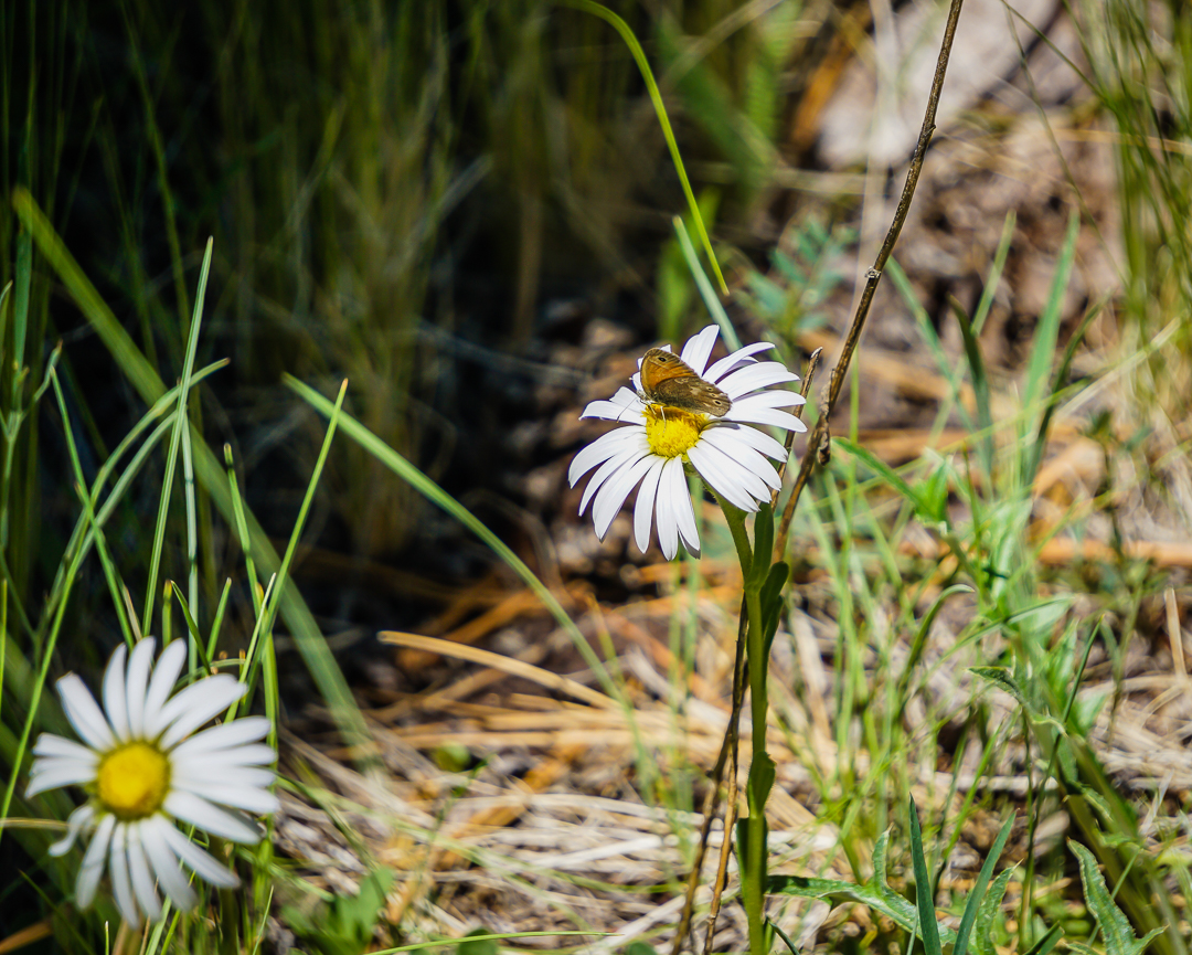 Hike the Show Low Bluff Trail
