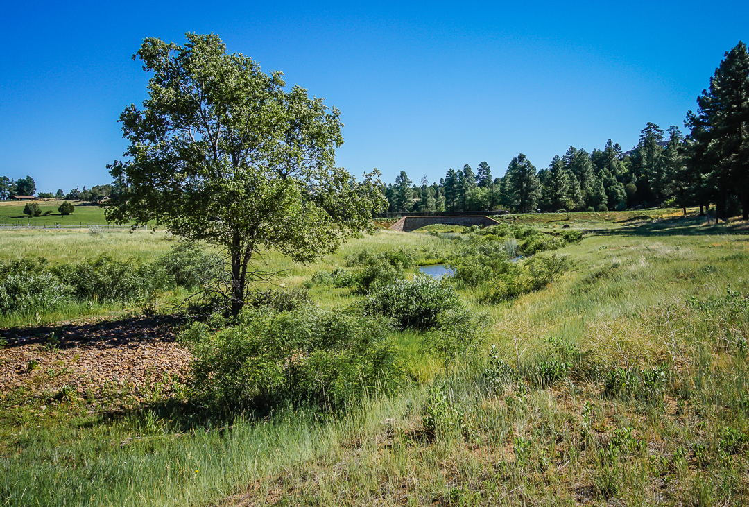 Hike the Show Low Bluff Trail