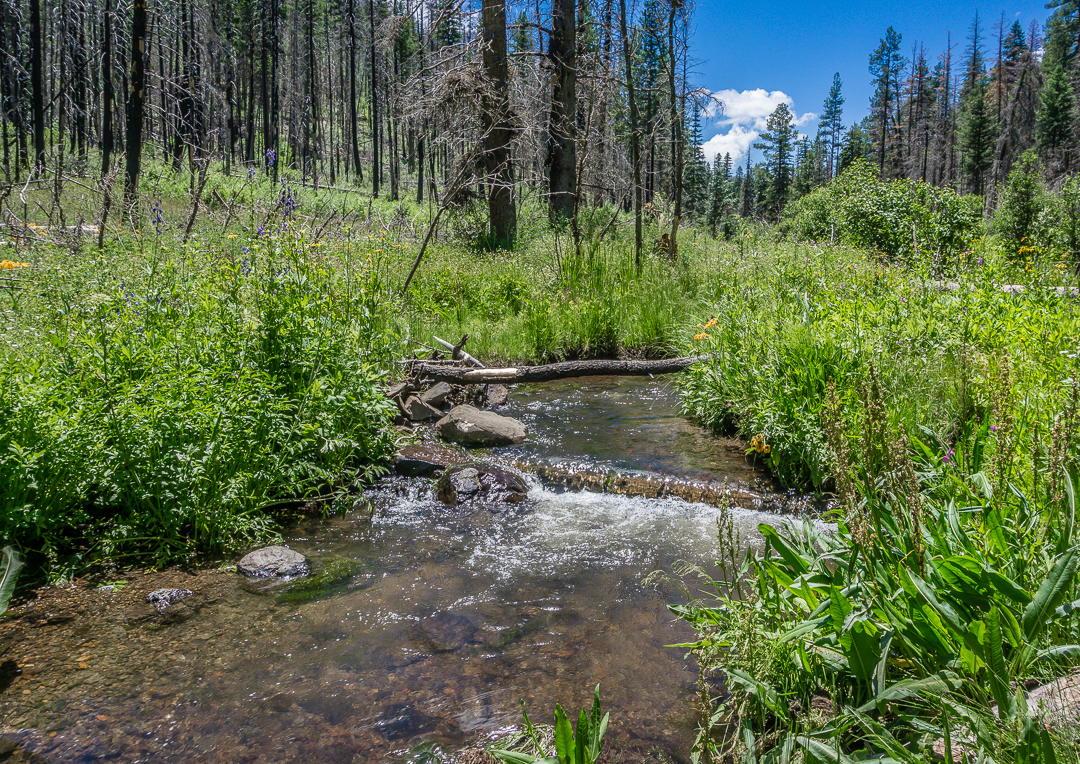 Hike the Government Springs Trail