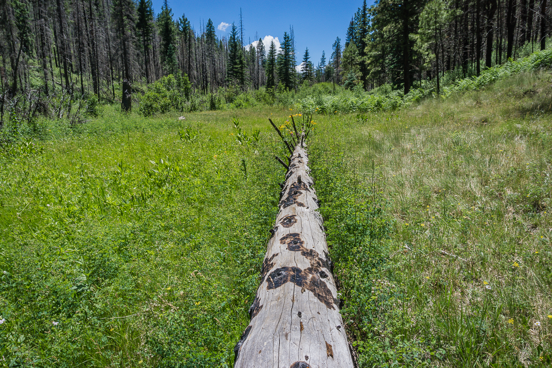 Hike the Government Springs Trail