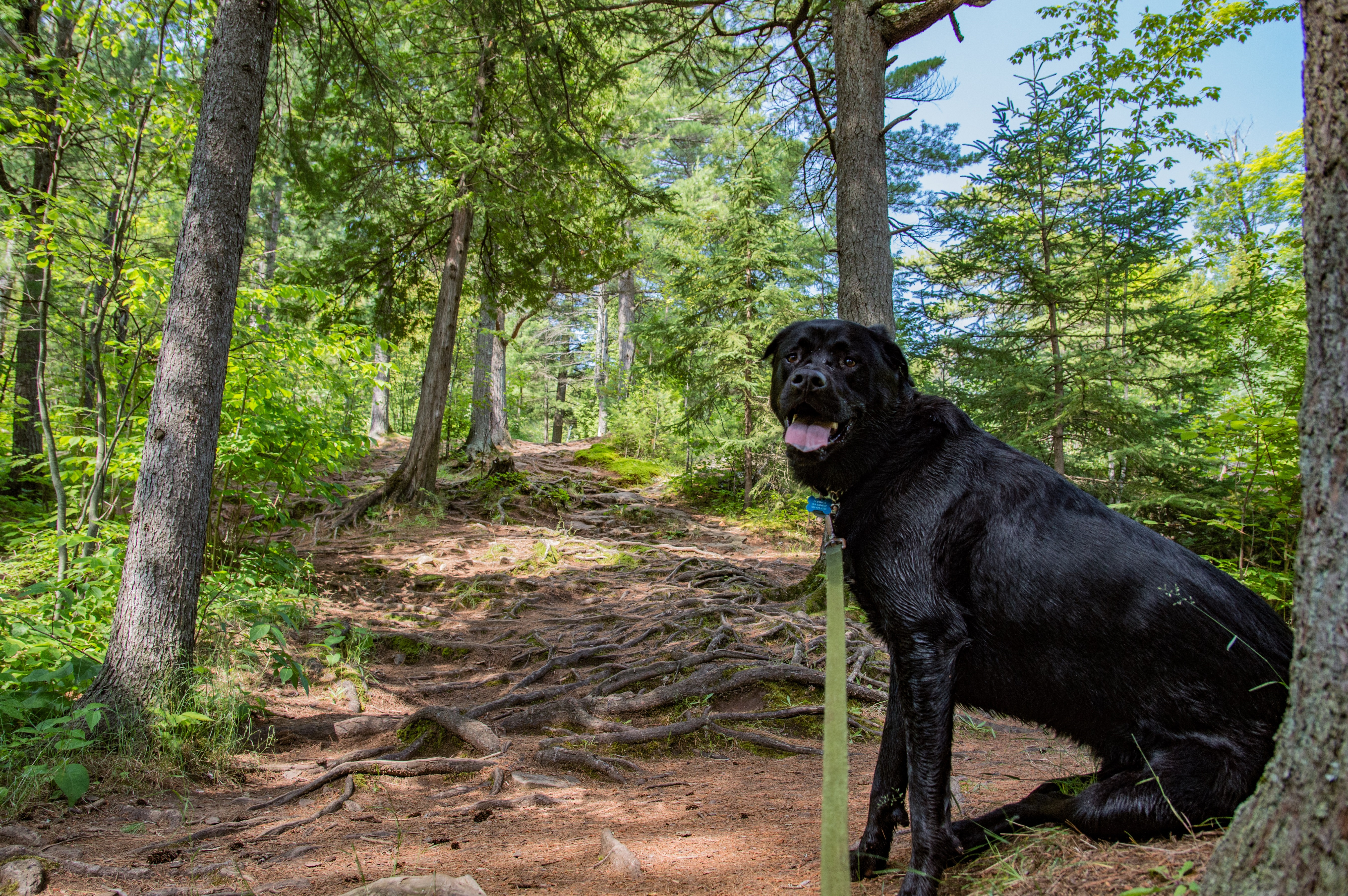 Chester Creek Trail