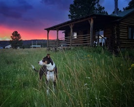 How to Choose the Right Backpack for Your Adventure Dog