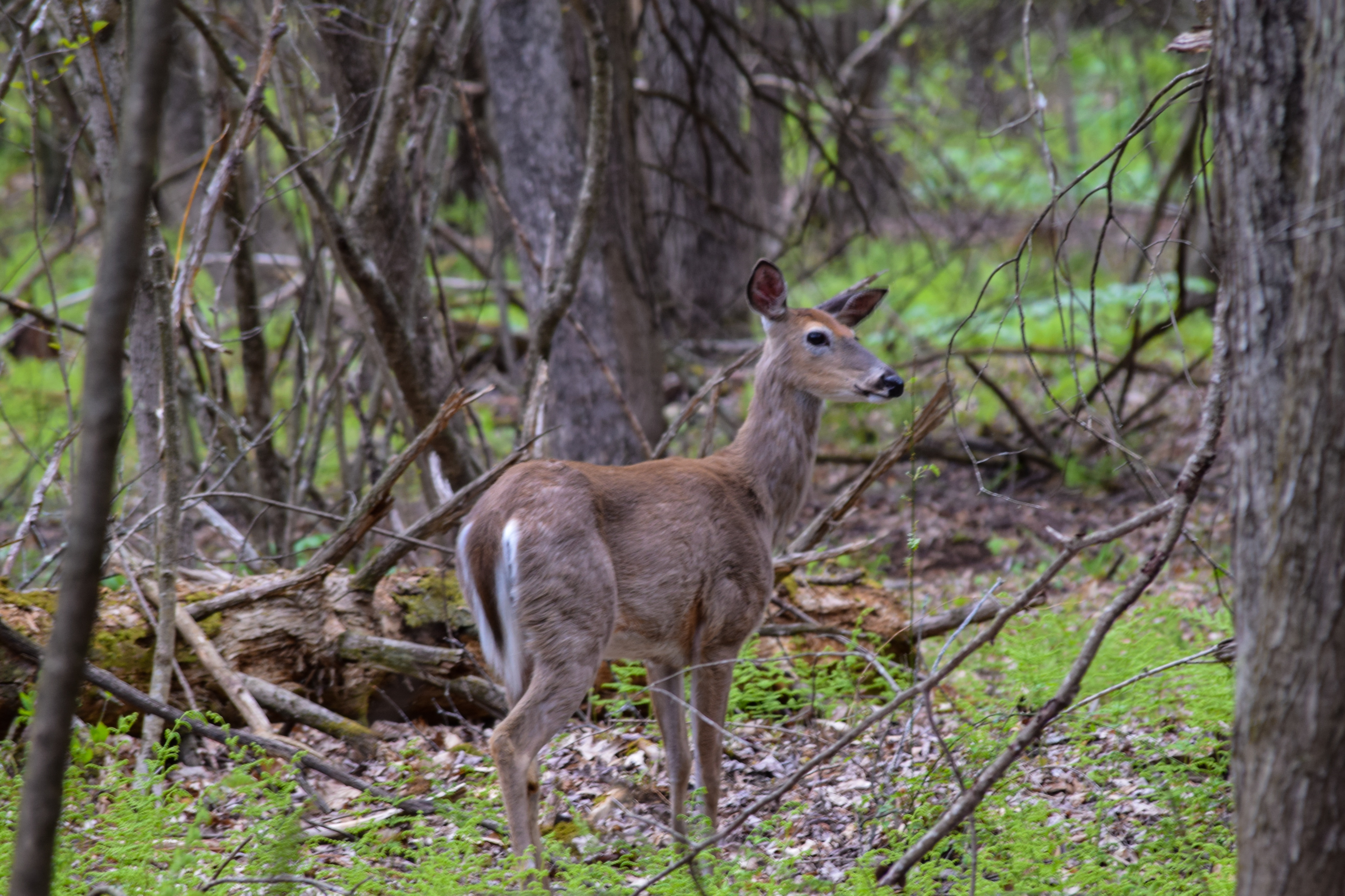 Hike the West Gorge Trail at Waterman Conservation Center