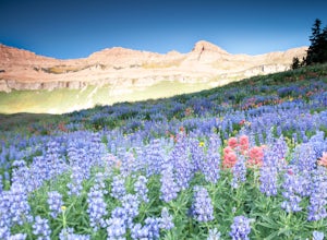 5 Wildflower Hikes in Utah You Need to Do This Weekend