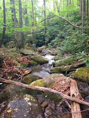 Hike the Graybeard Trail to Walker's Knob