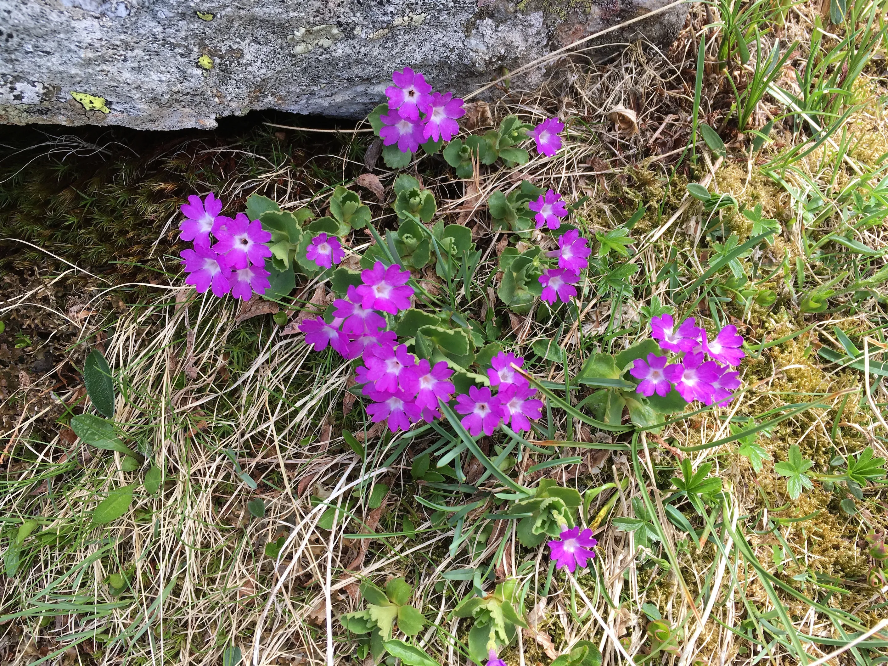 Hike in the Laggintal