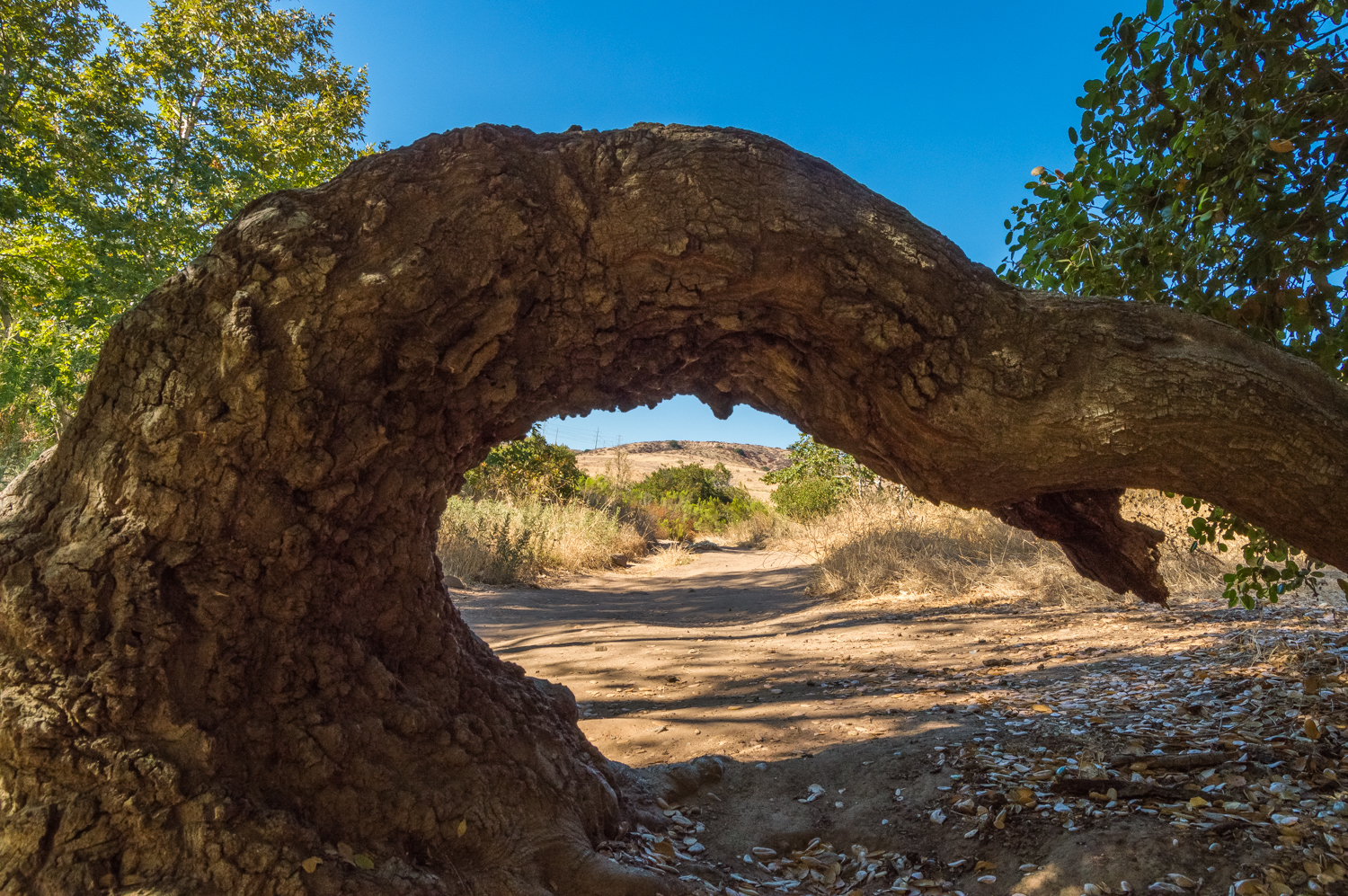 Oak Canyon in Mission Trails Regional Park