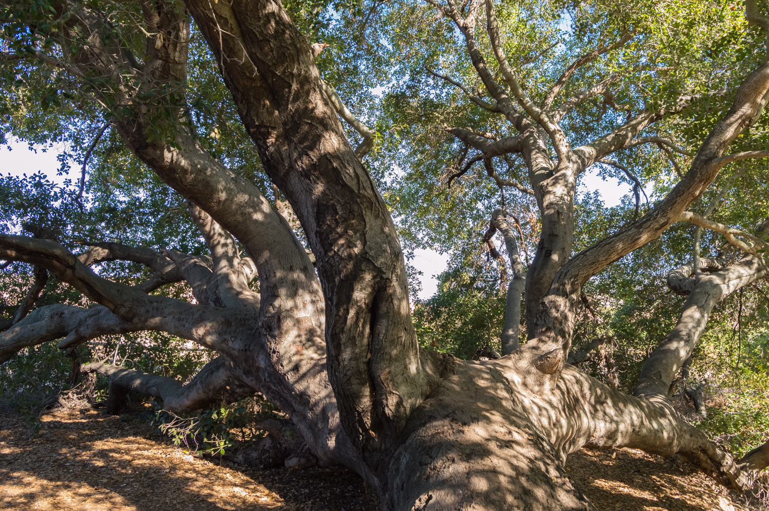 Oak Canyon in Mission Trails Regional Park