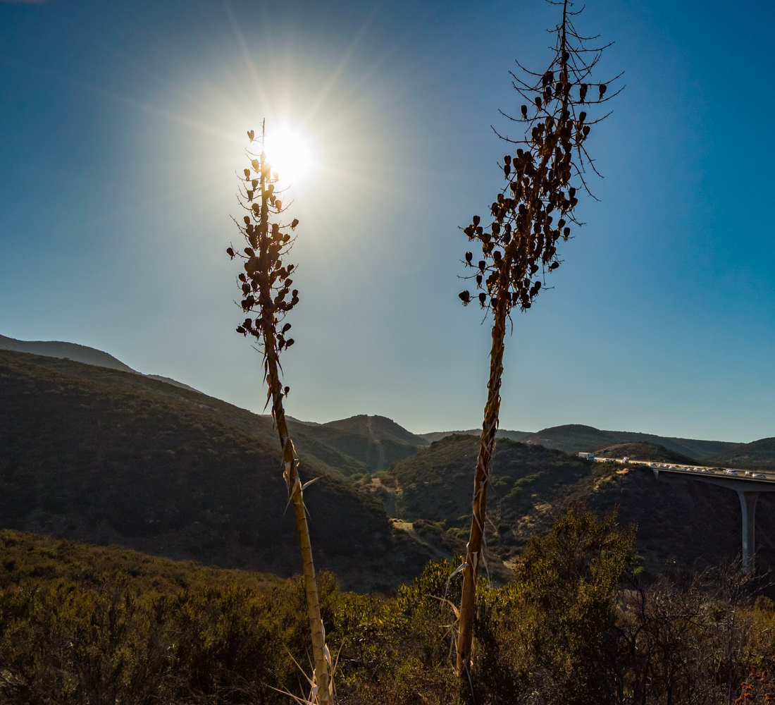 Oak Canyon in Mission Trails Regional Park