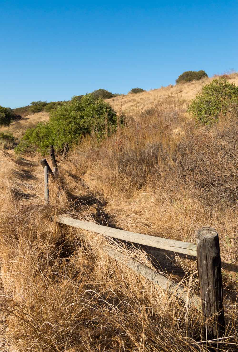 Oak Canyon in Mission Trails Regional Park
