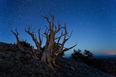 Photograph the Bristlecone Pine Forest