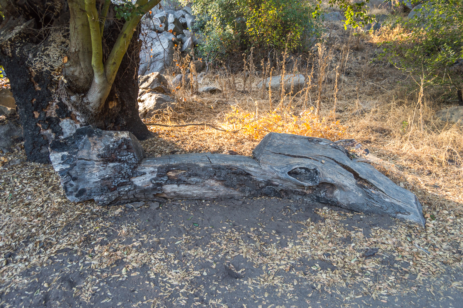Hike the Oakoasis Open Space Preserve