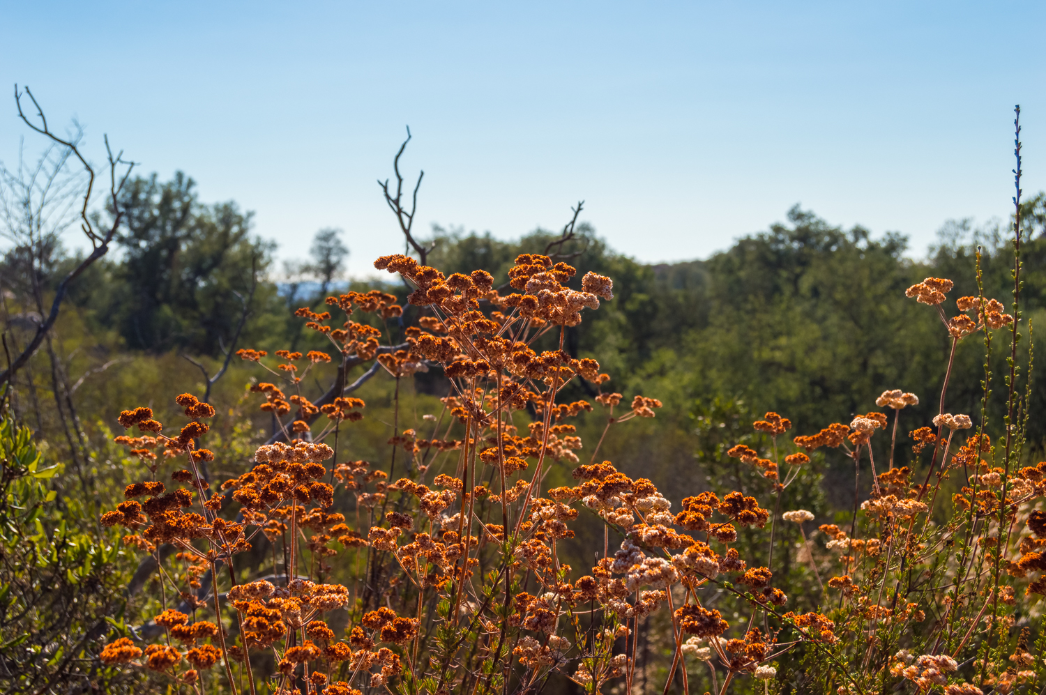 Hike the Oakoasis Open Space Preserve