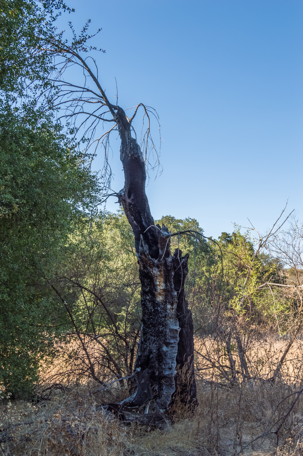 Hike the Oakoasis Open Space Preserve