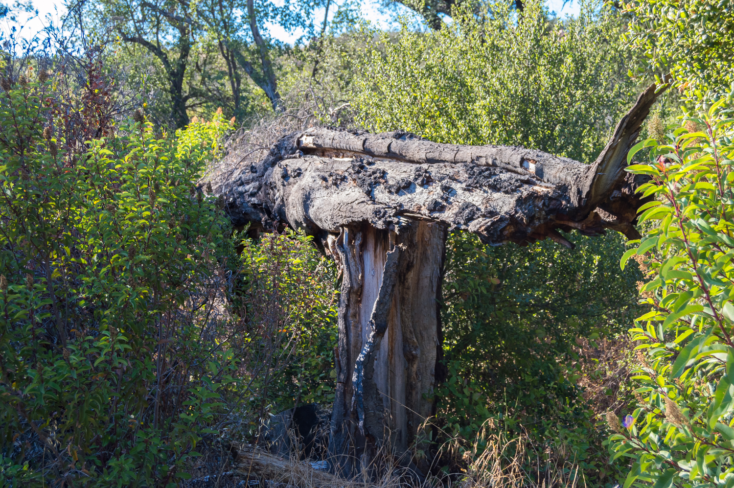 Hike the Oakoasis Open Space Preserve