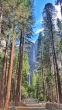 Hike the Sentinel Meadow Cook's Meadow Loop Trail 