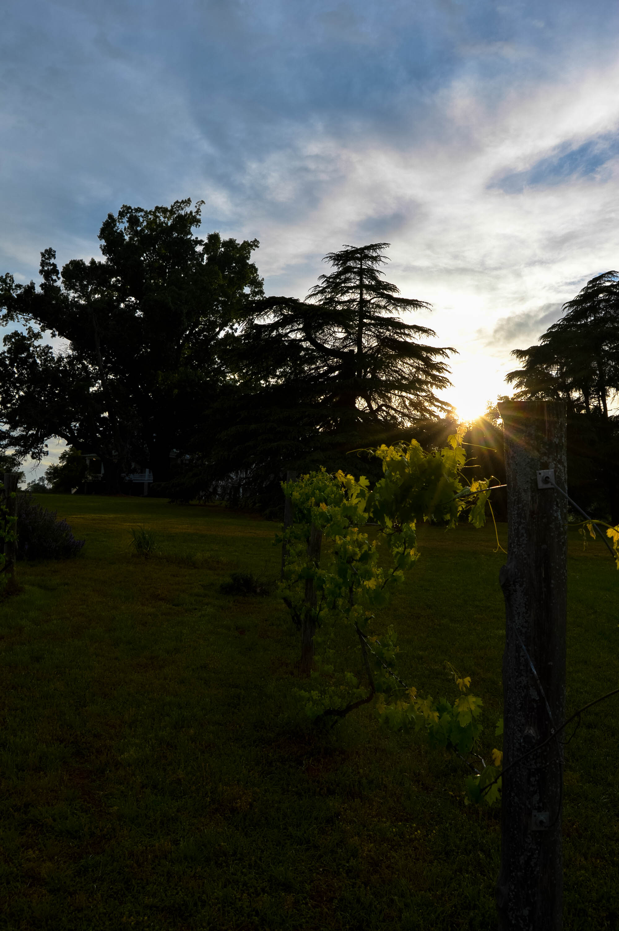 Redcliffe Plantation