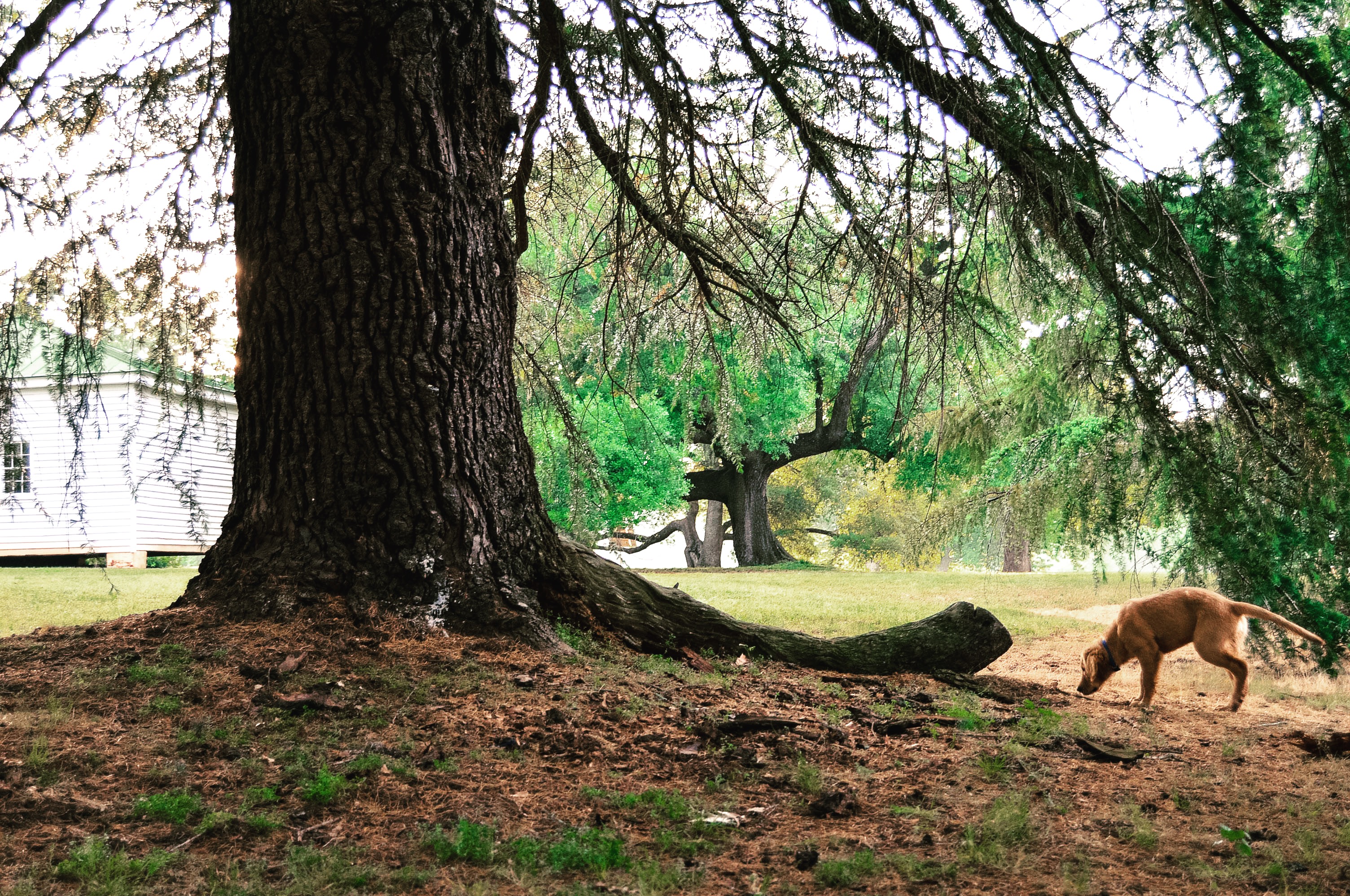 Redcliffe Plantation