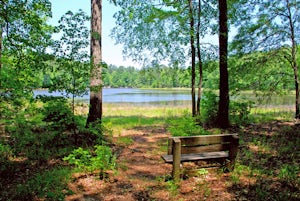 Hike Cliatt Creek Loop to Rock Dam Trail