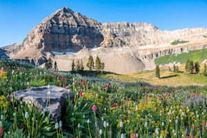 Hike to Timpanogos Basin via Timpooneke Trail