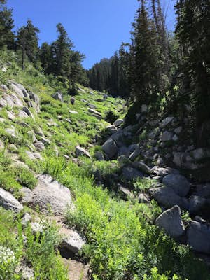 Lone Peak via the Cherry Creek Logging Trail