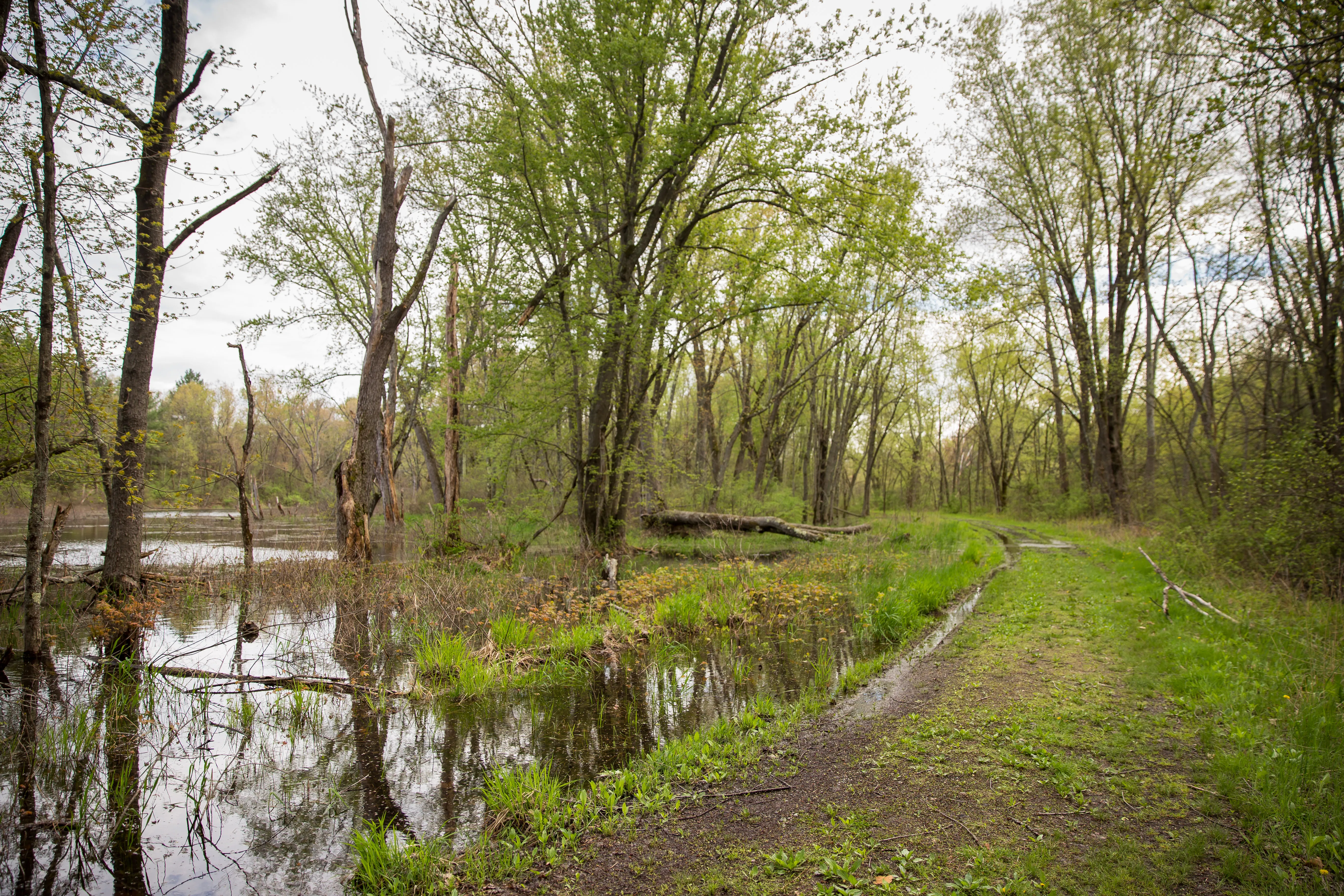 Hike along the Nashua River and the Oxbow National Wildlife Refuge