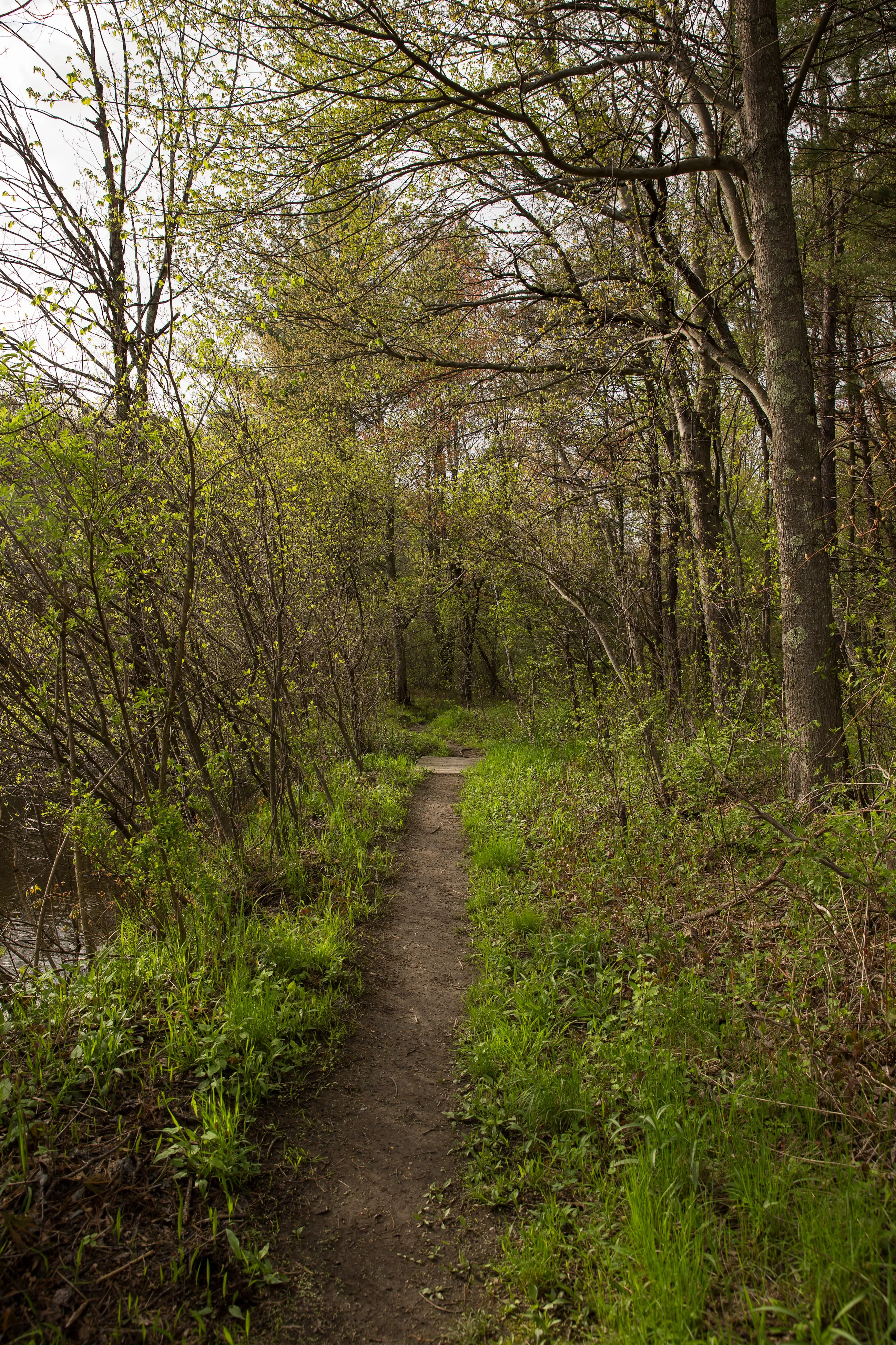 Hike along the Nashua River and the Oxbow National Wildlife Refuge