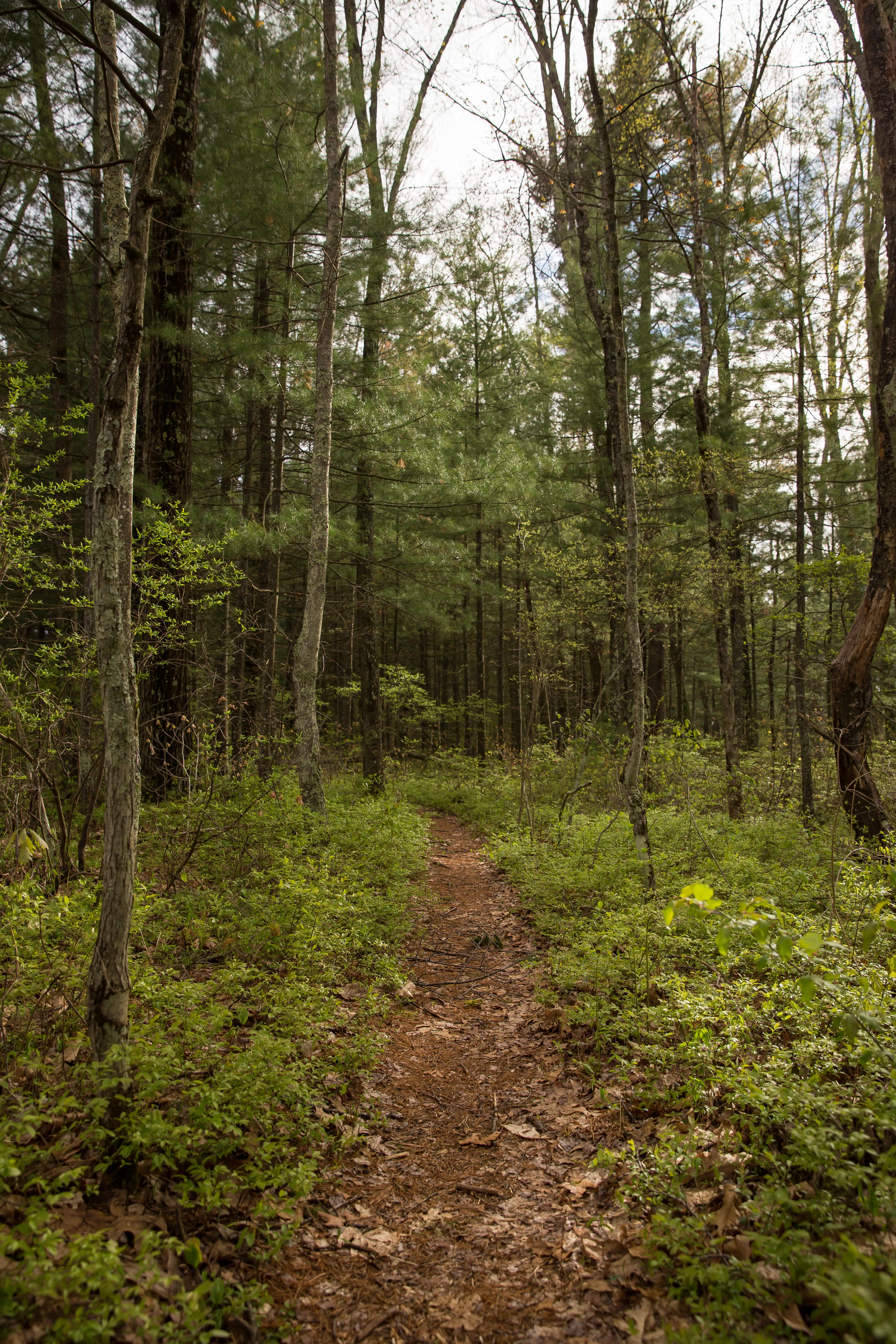 Hike along the Nashua River and the Oxbow National Wildlife Refuge