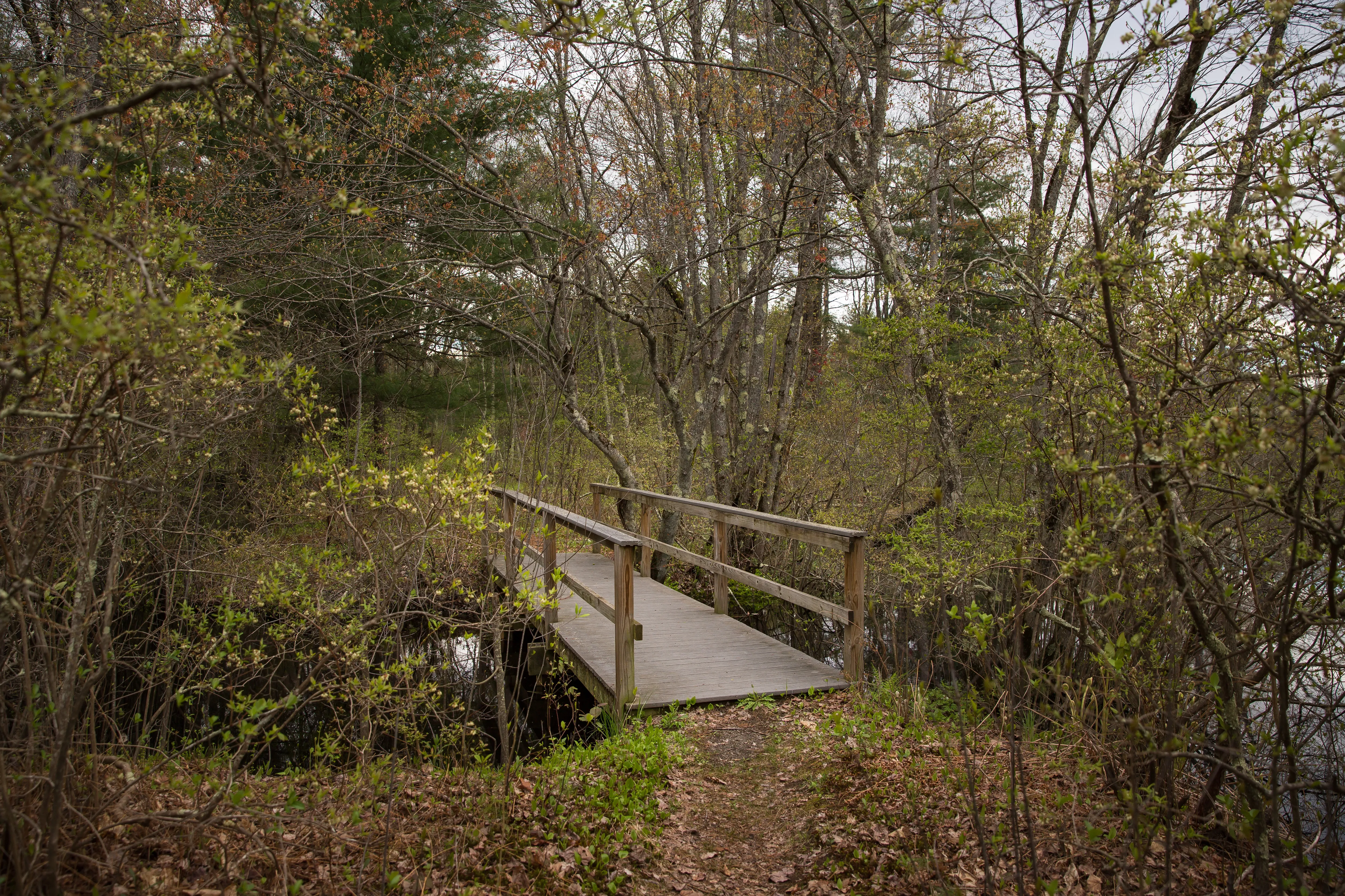 Hike along the Nashua River and the Oxbow National Wildlife Refuge
