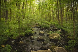 Hike the Pratt's Brook Conservation Area Loop