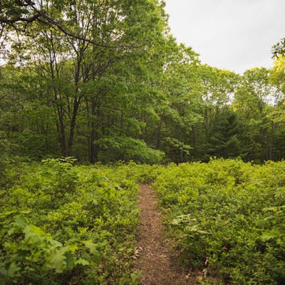 Hike the Pratt's Brook Conservation Area Loop