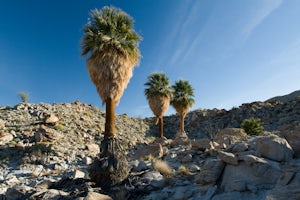 Hike to Mountain Palm Springs, Anza Borrego SP