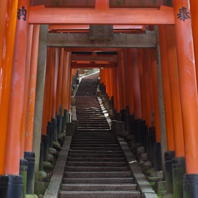 Hike the Torii Gates to Mount Inari Peak