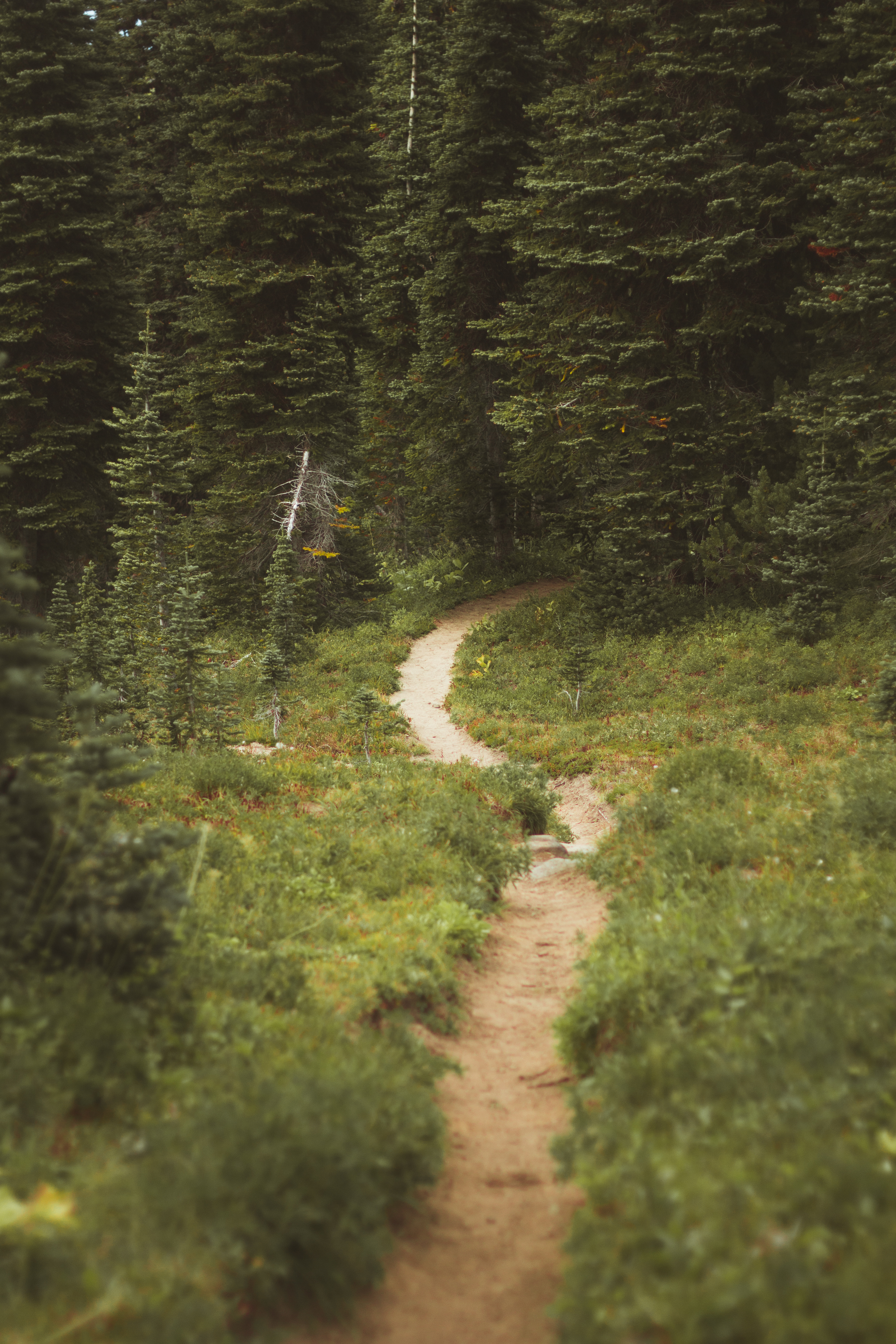 Hike to Adams Glacier Meadows