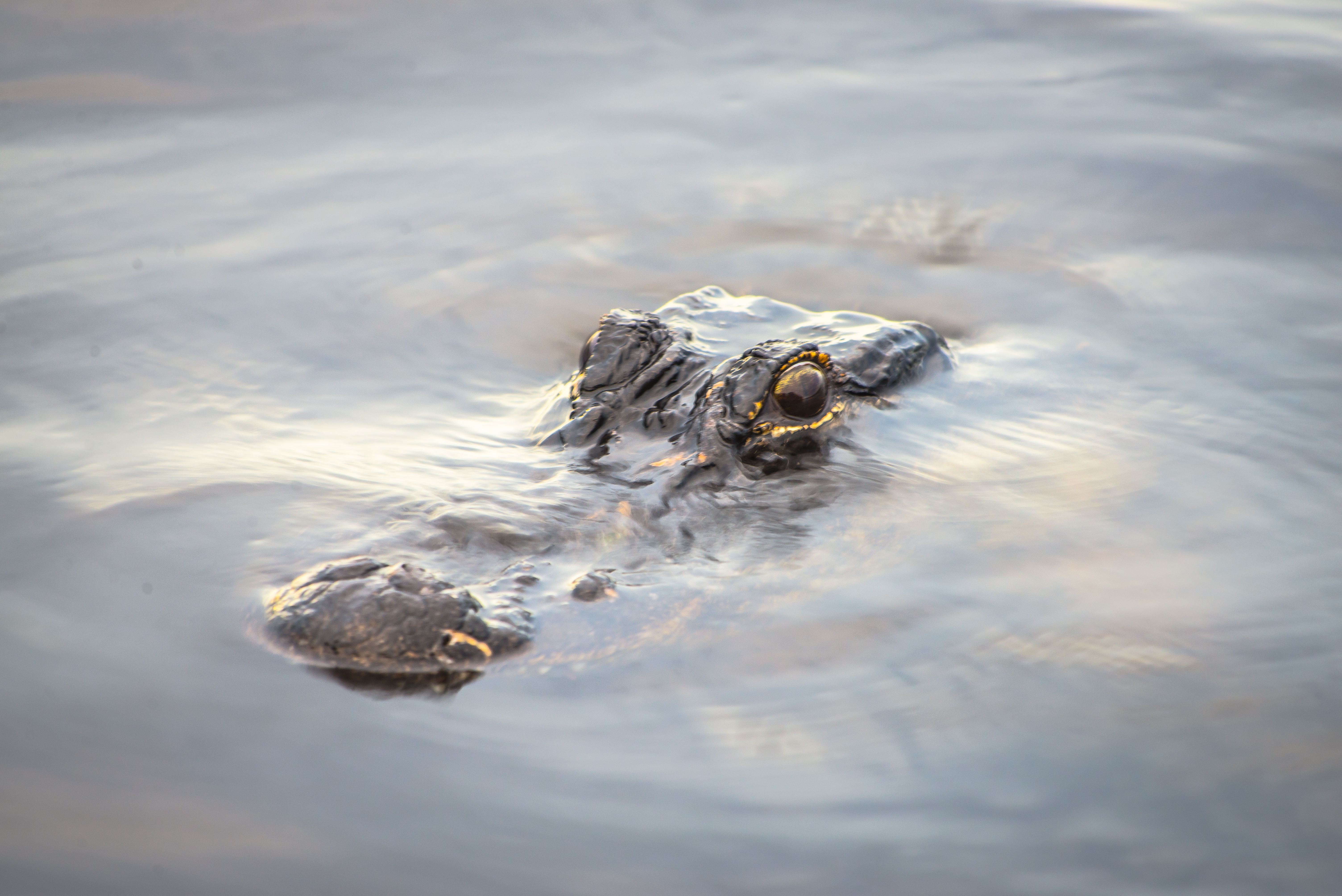 Paddle The Everglades' Wilderness Waterway