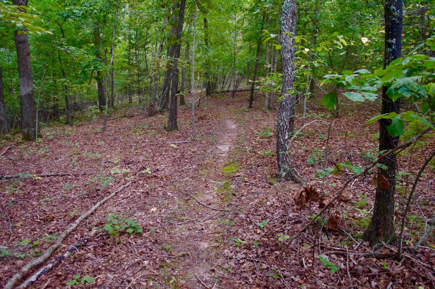 ozark mountain bike trails