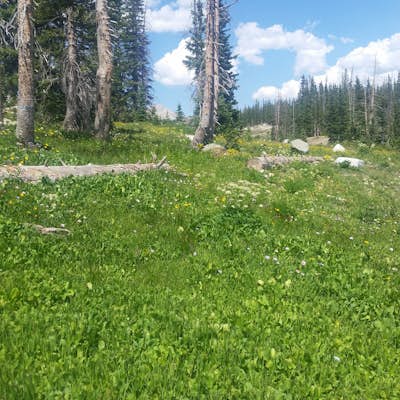 Medicine Bow National Forest  - Summit Trail  - Snowy Range, Wyoming