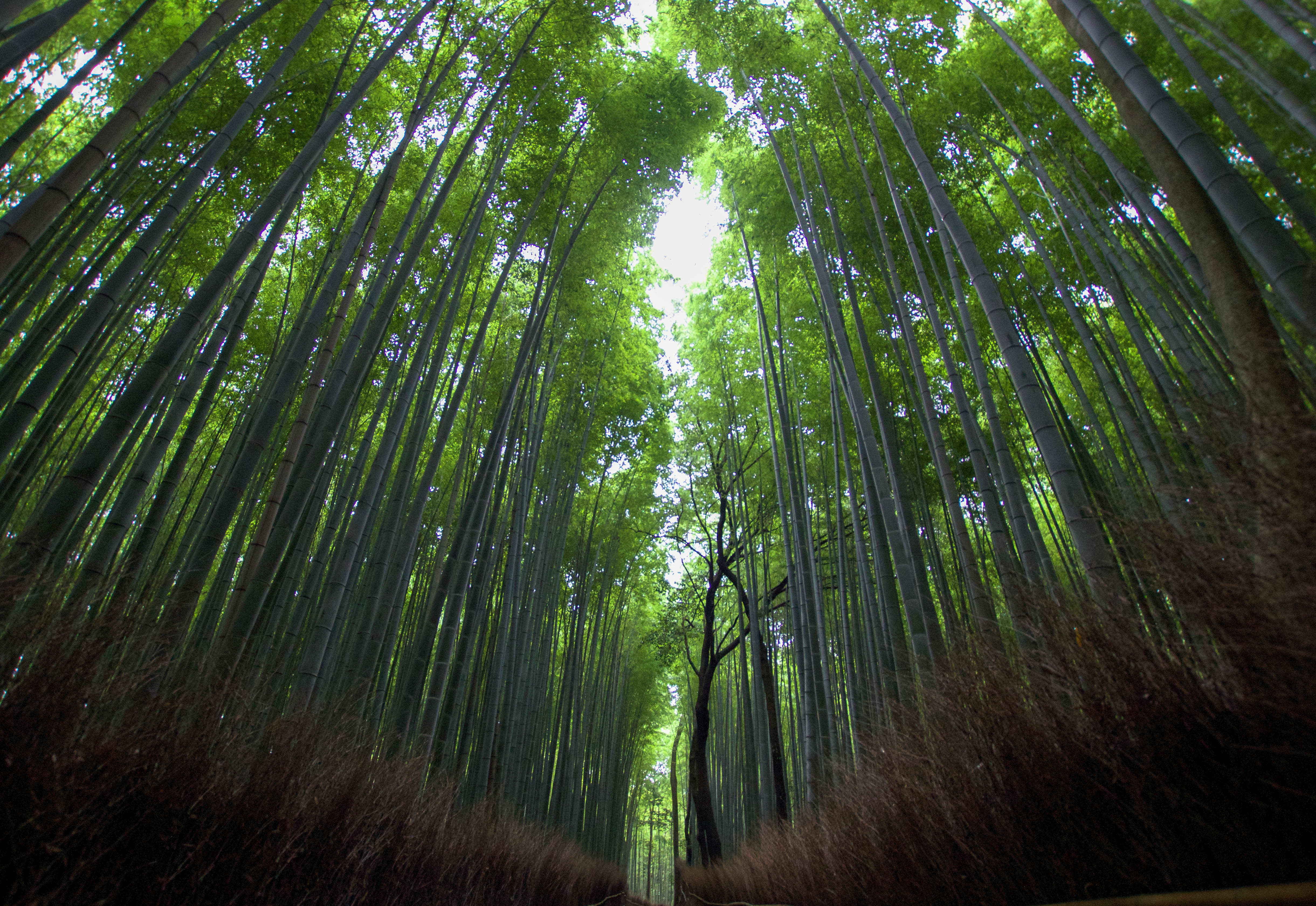 Explore the Sagano Bamboo Forest