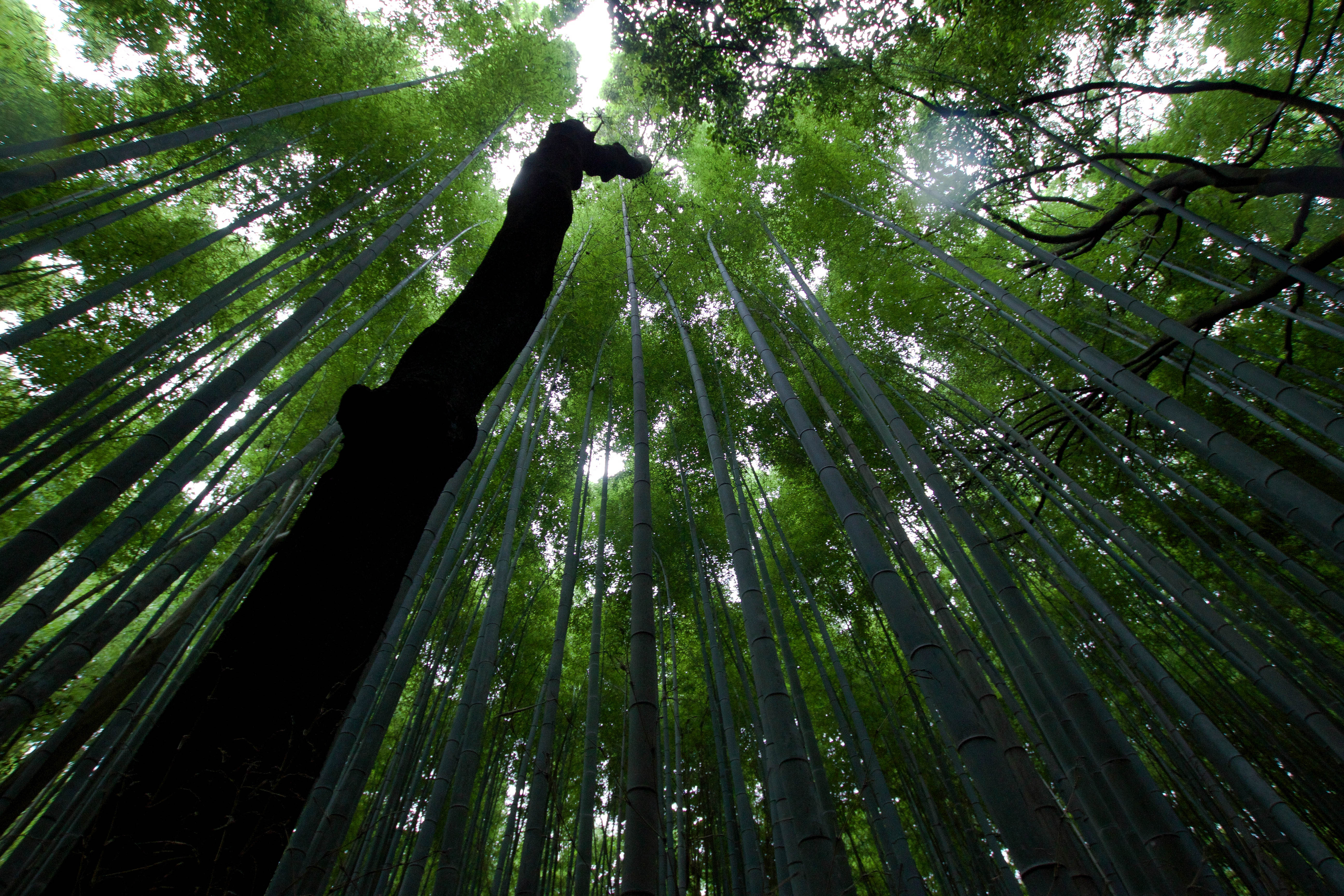 Explore the Sagano Bamboo Forest