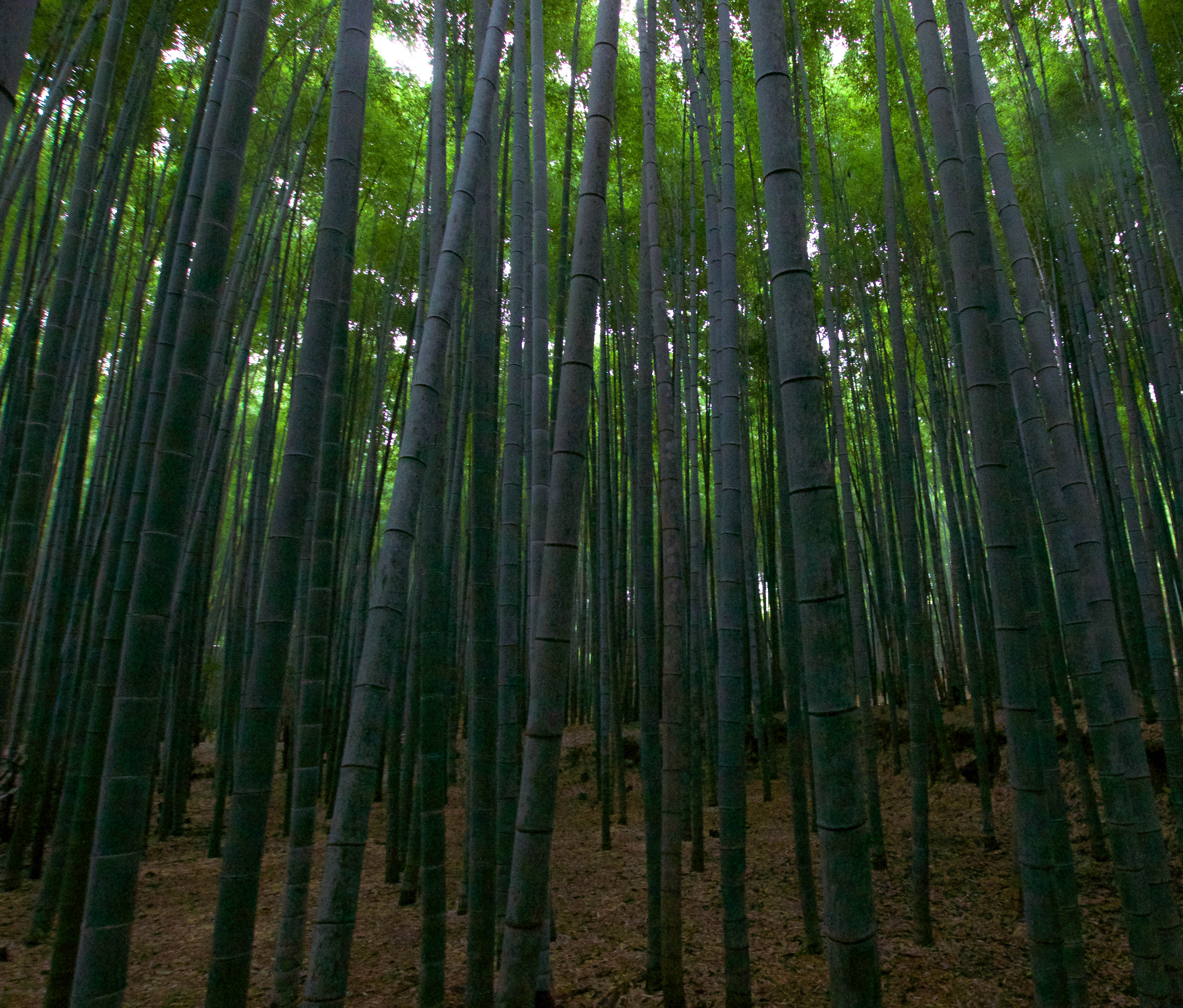 Explore the Sagano Bamboo Forest
