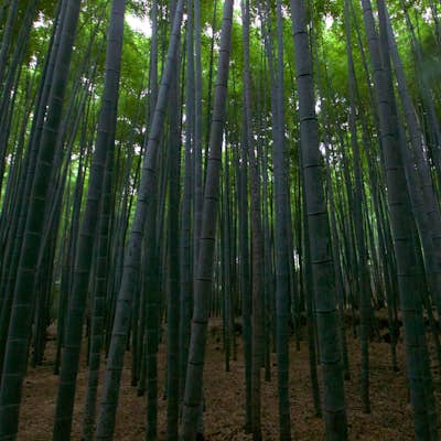 Explore the Sagano Bamboo Forest