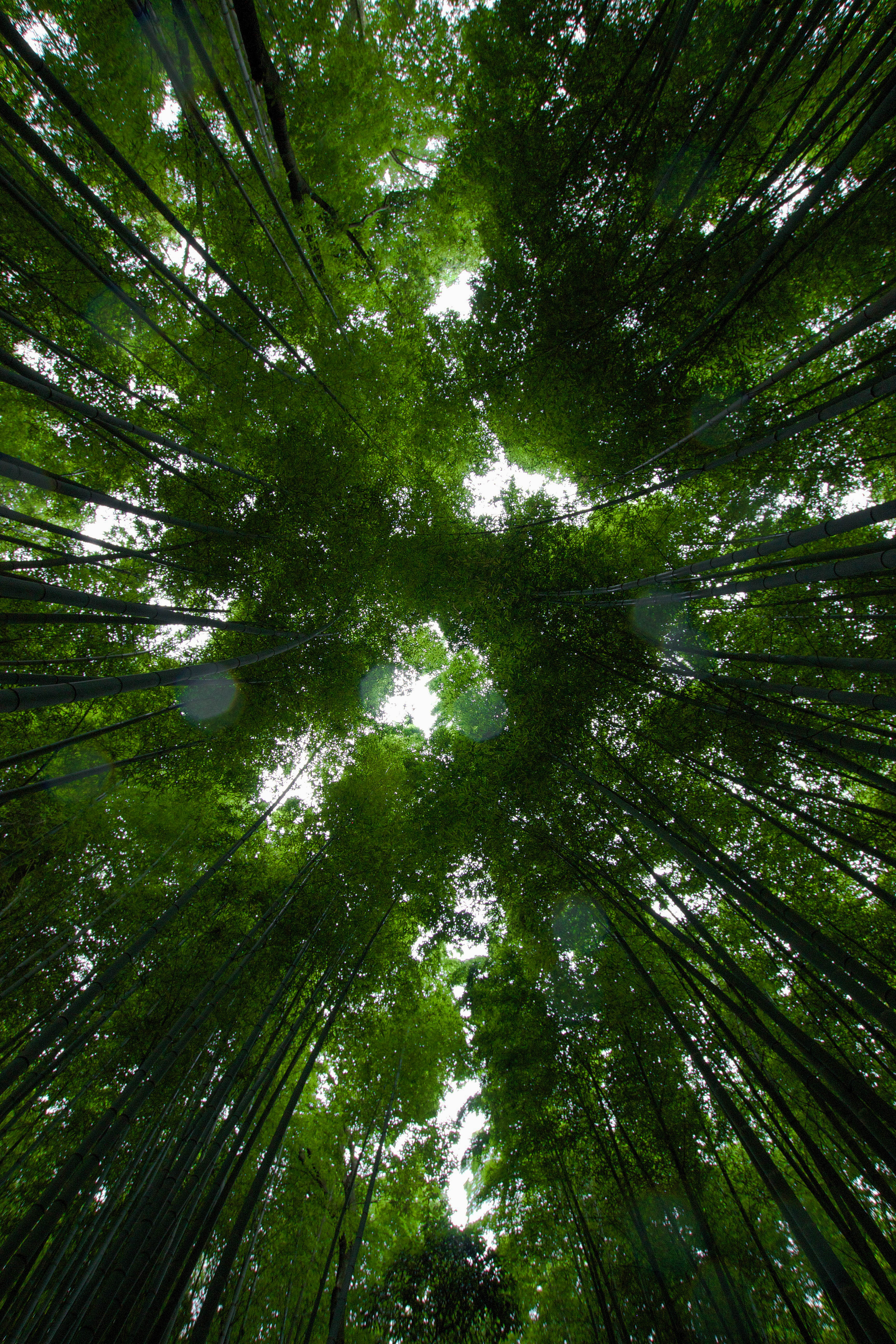 Explore the Sagano Bamboo Forest