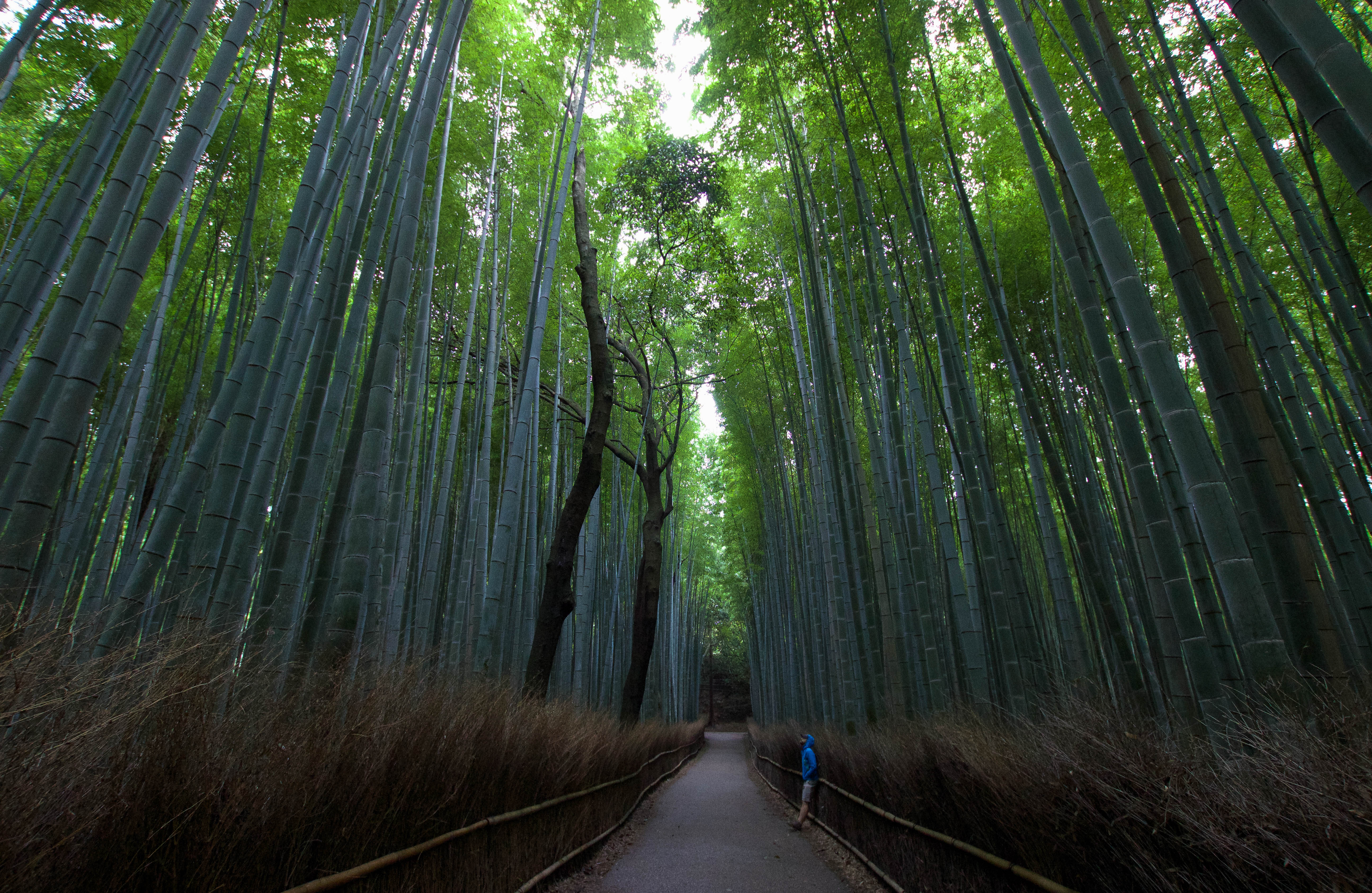 Explore the Sagano Bamboo Forest