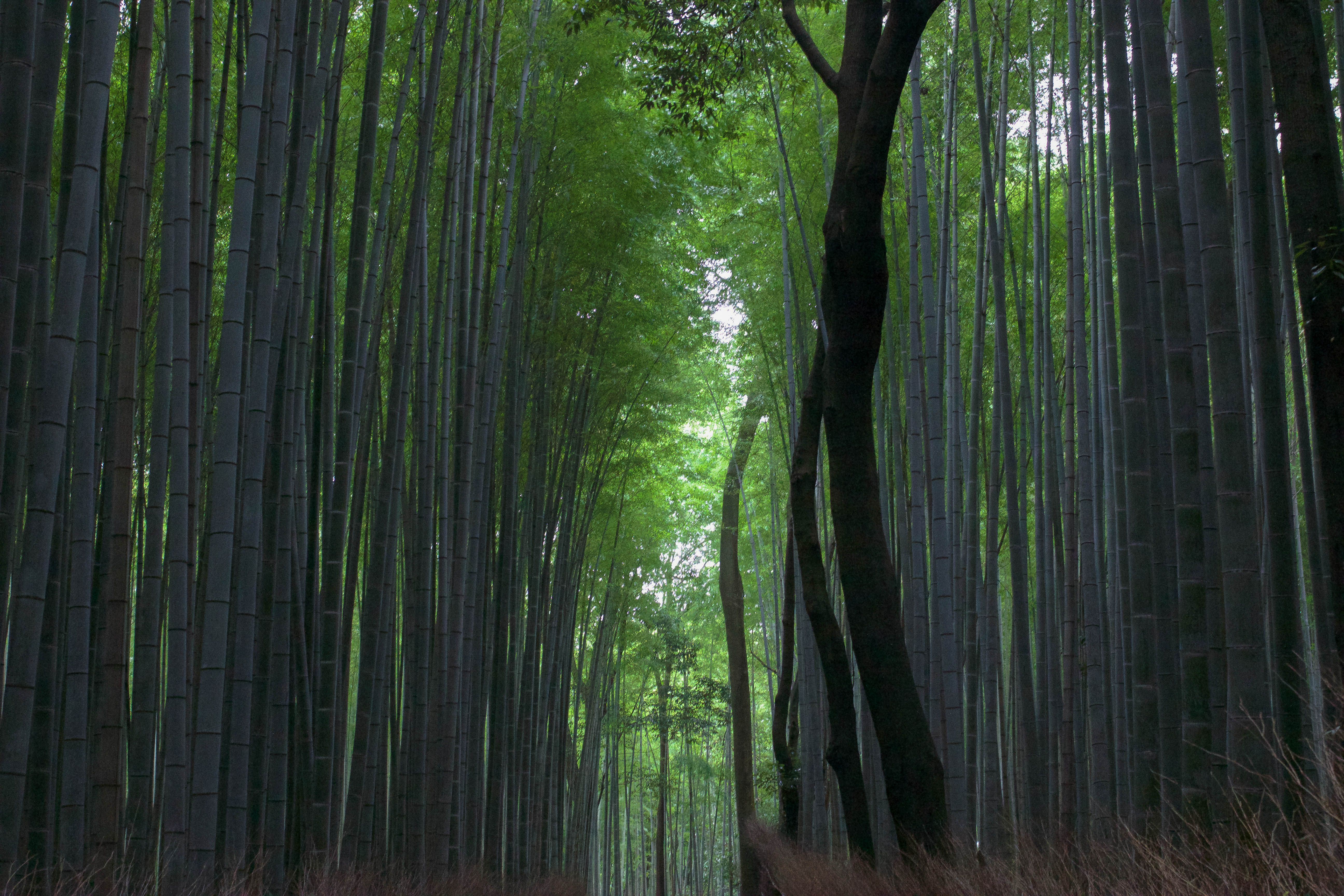 Explore the Sagano Bamboo Forest