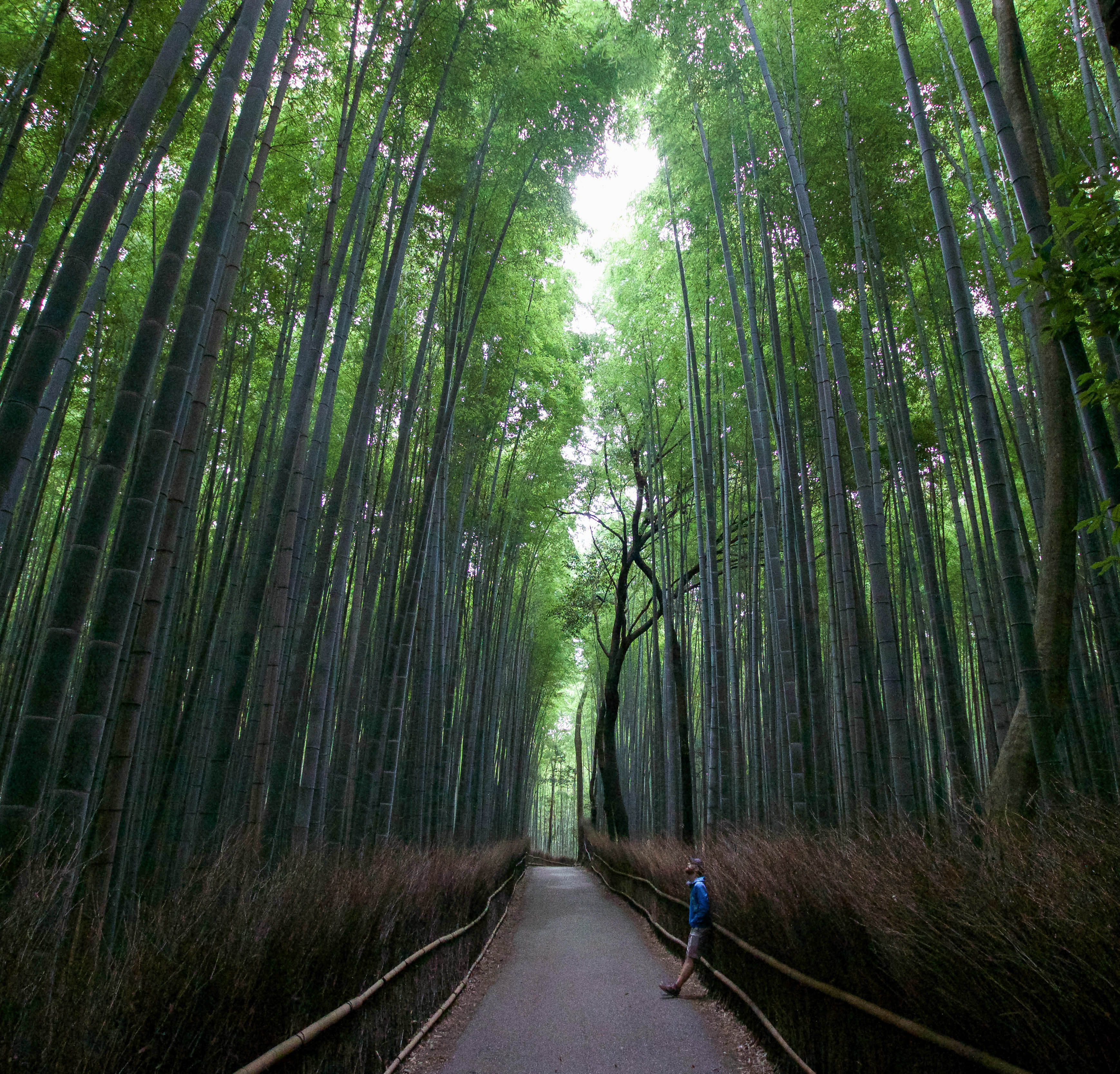 Explore the Sagano Bamboo Forest, Ukyōku, Japan