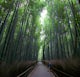 Explore the Sagano Bamboo Forest
