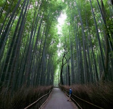 Explore the Sagano Bamboo Forest