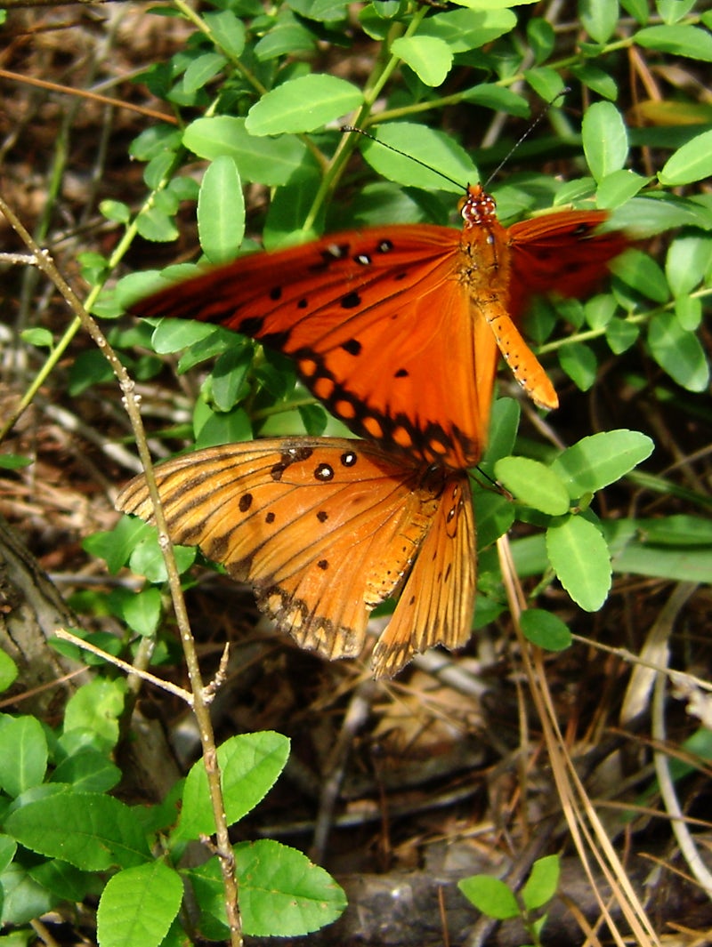 Photo of Hike the Jesse H. Jones Park and Nature Center Trail