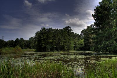 Hike the Houston Arboretum and Nature Center Outer Loop Trail