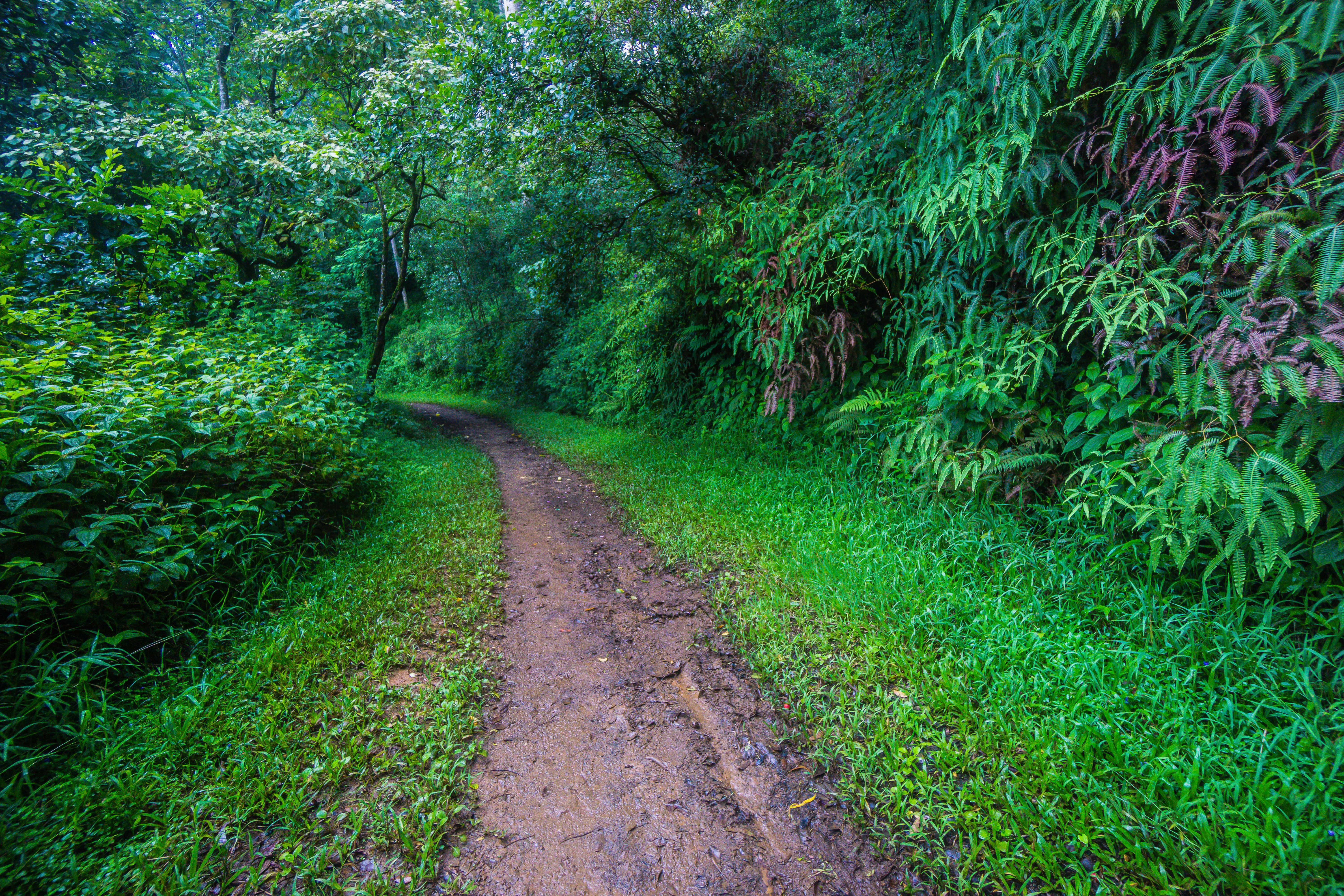 Hike the Kuilau Ridge Trail